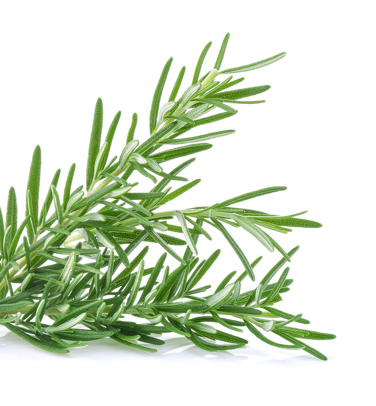 Rosemary