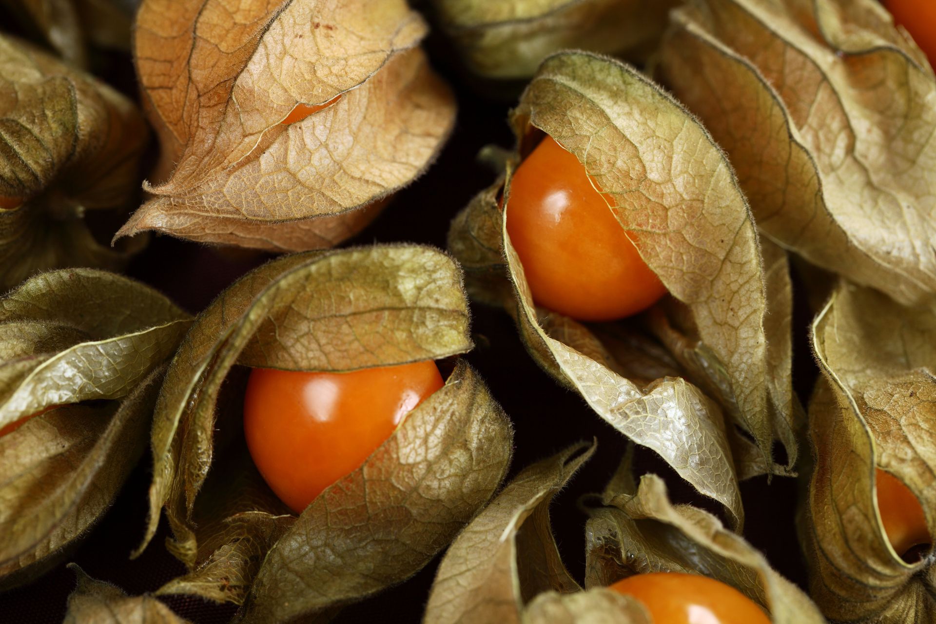 Physalis