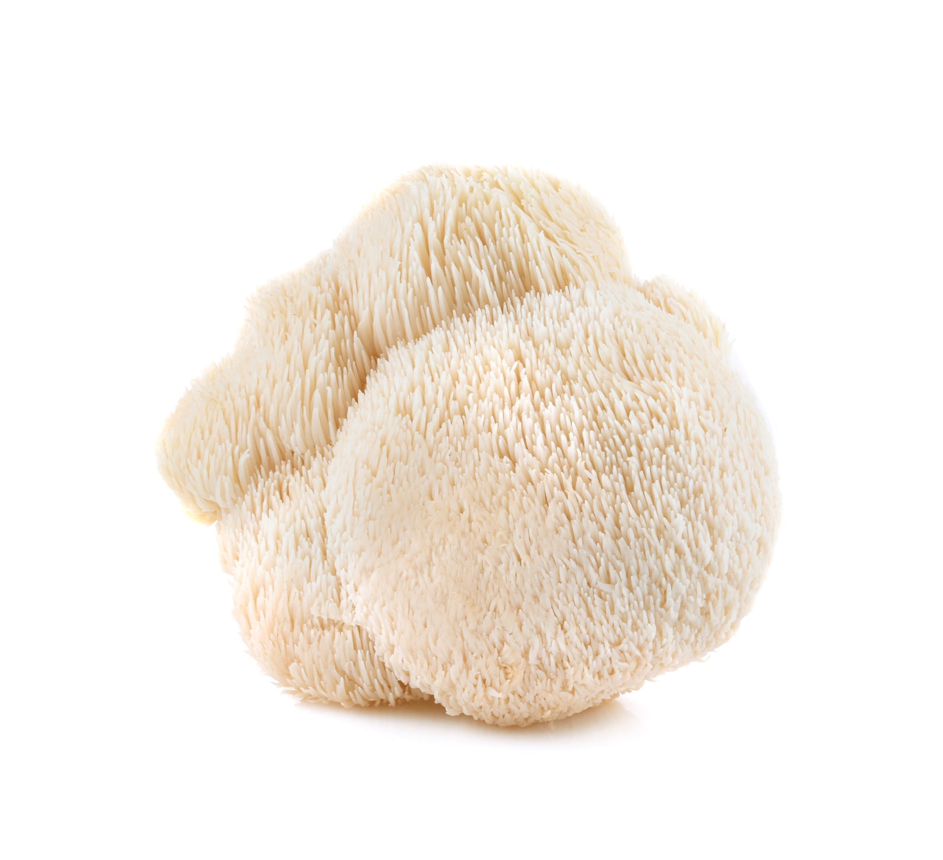 Lion's Mane Mushrooms