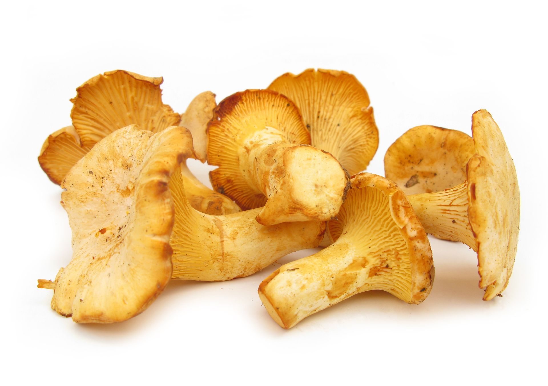 Girolle Mushrooms
