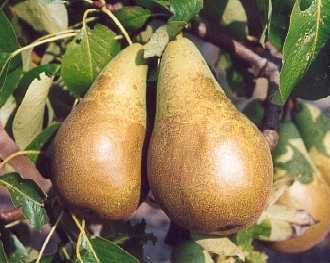 Conference Pears