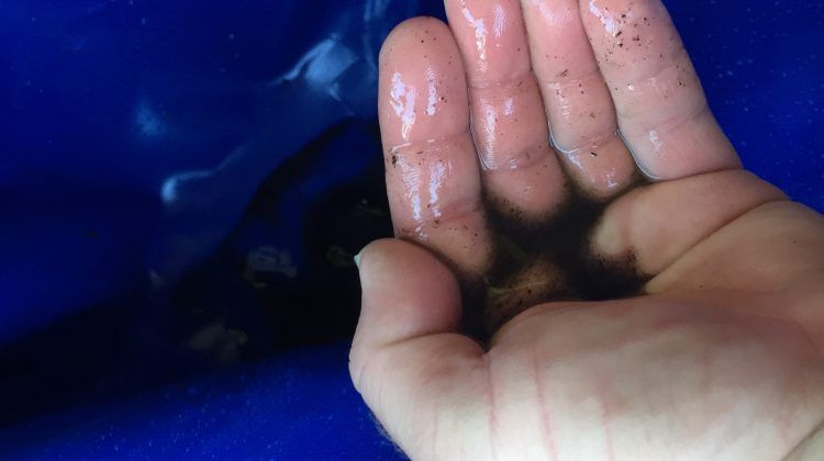 A person is holding some dirty residue from an air conditioner in their hand