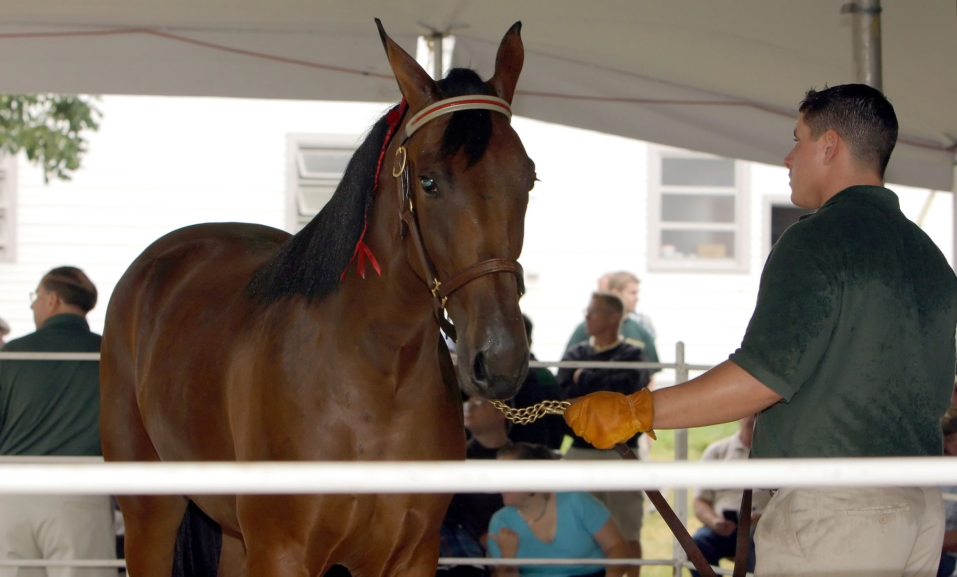 Land Of Lincoln Standardbred Sales Co. Gallery