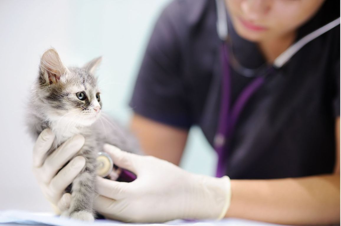 Best Animal Hospital in North Jersey for your Pet. Call us now. Lincoln Avenue Cat & Dog Hospital, Fairlawn, New Jersey