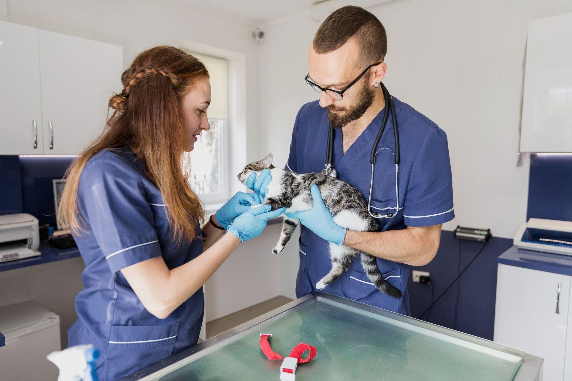  advanced veterinary ca