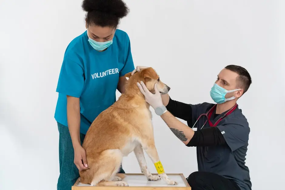  animal hospital