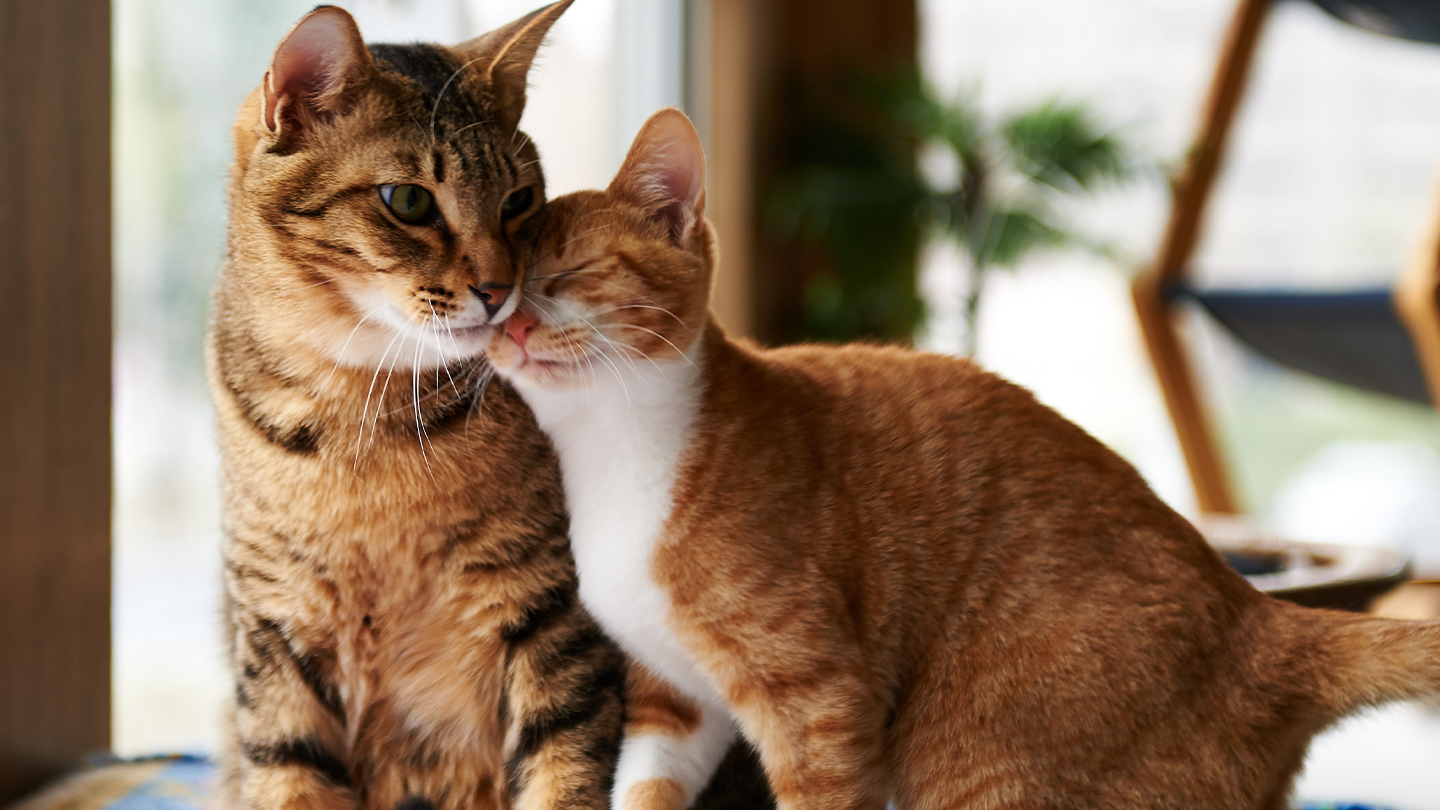 cat vaccines