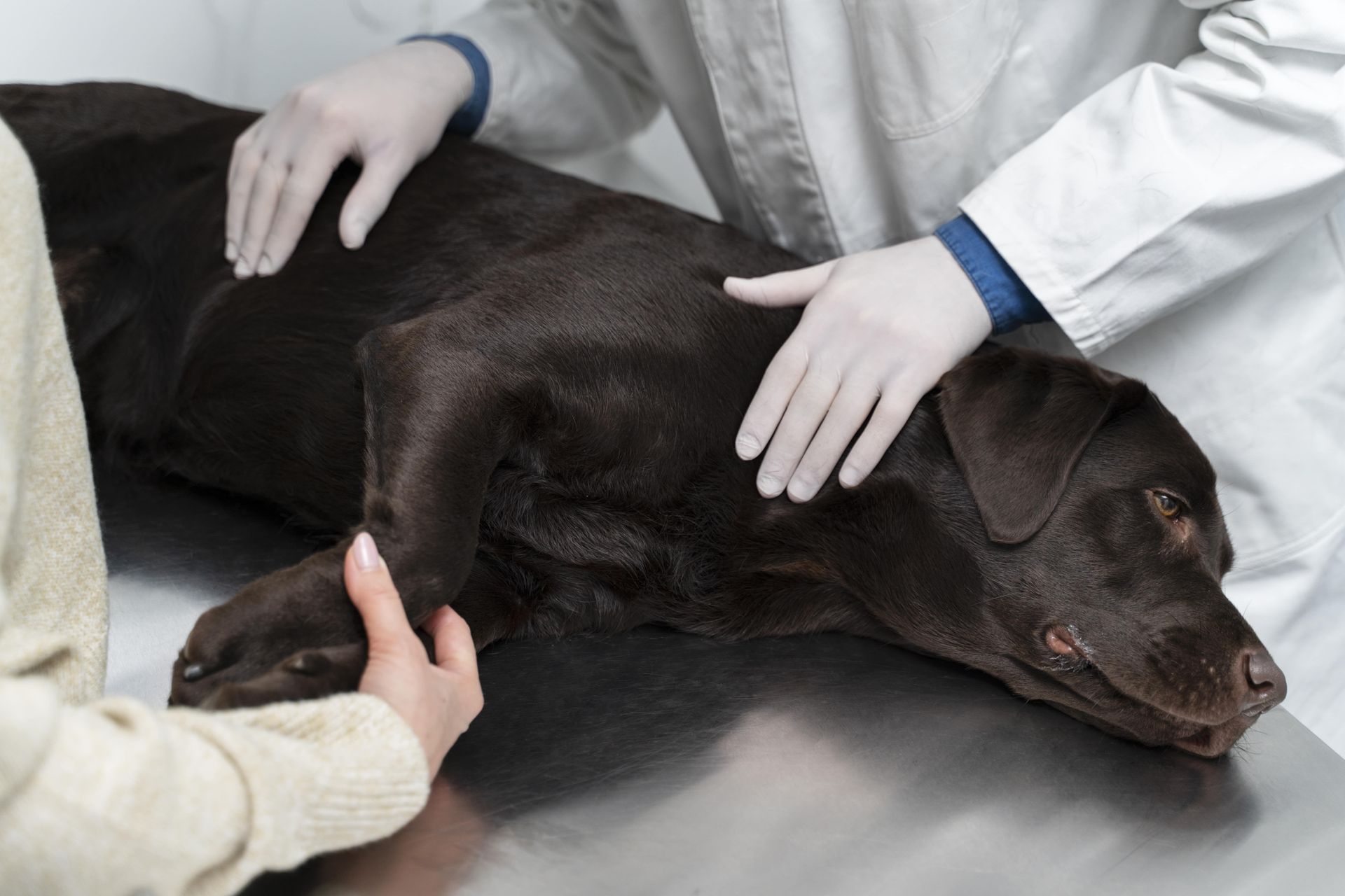  Dog ACL Repair 