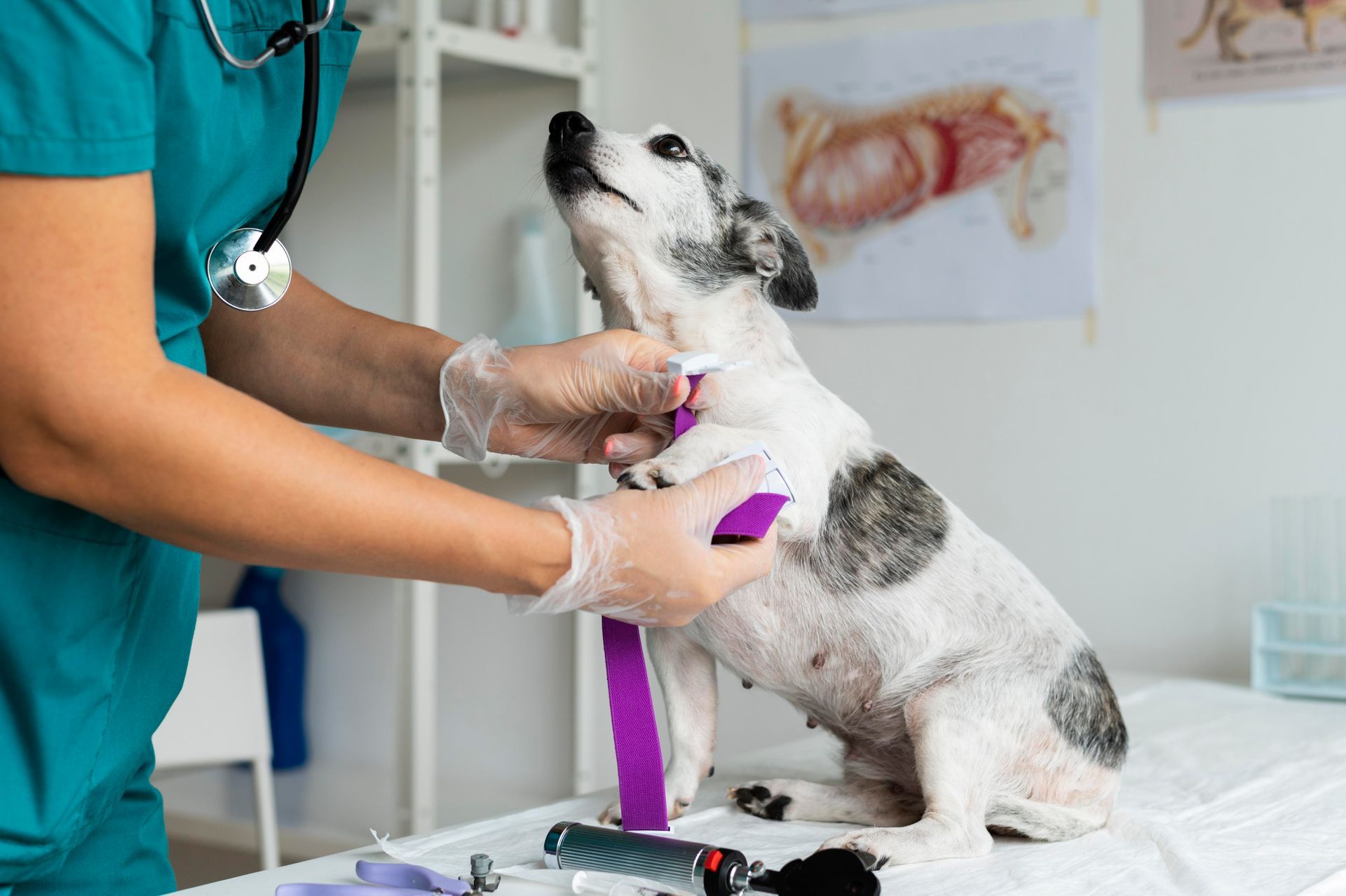 Emergency Surgery for Pets
