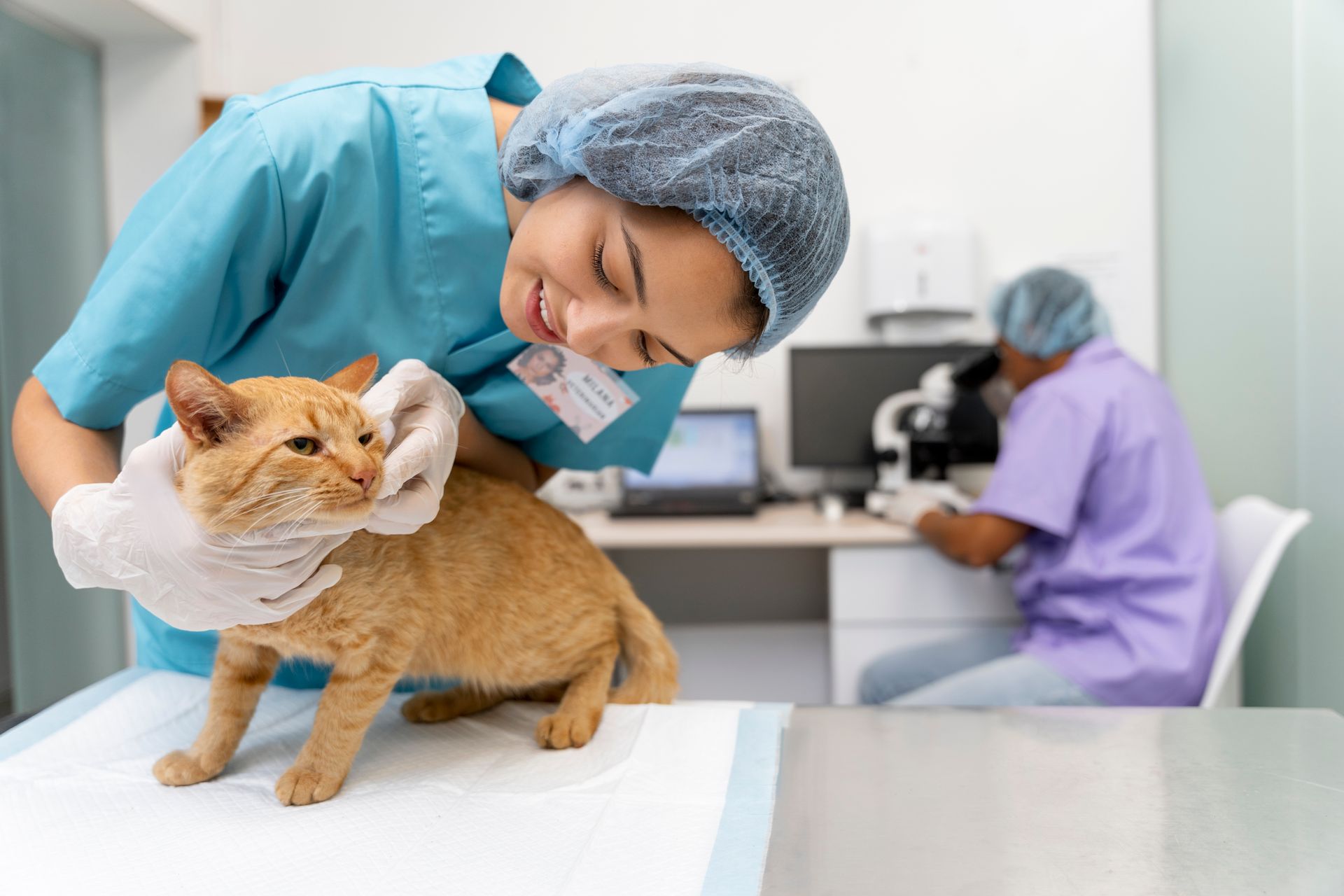  cat vet
