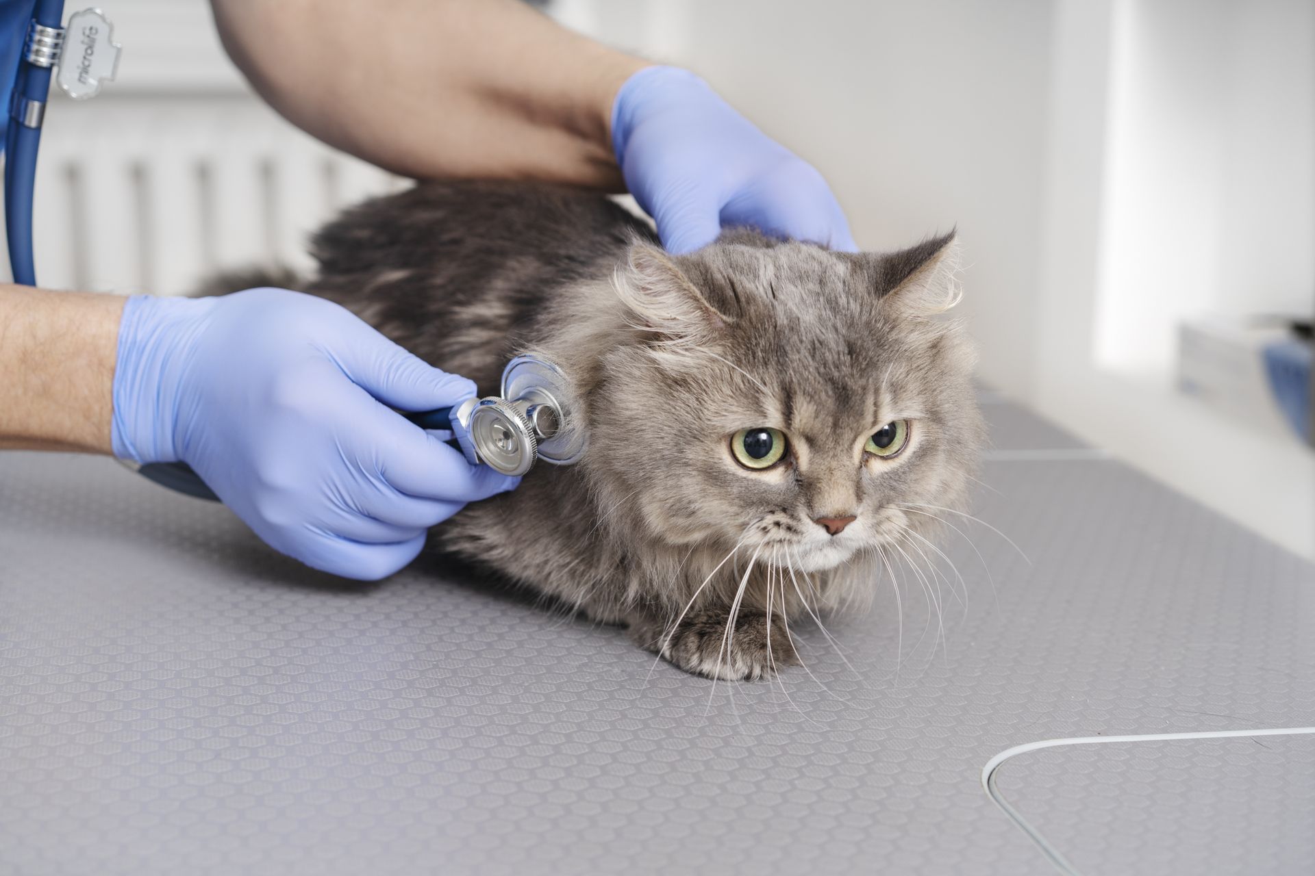 cat ultrasound