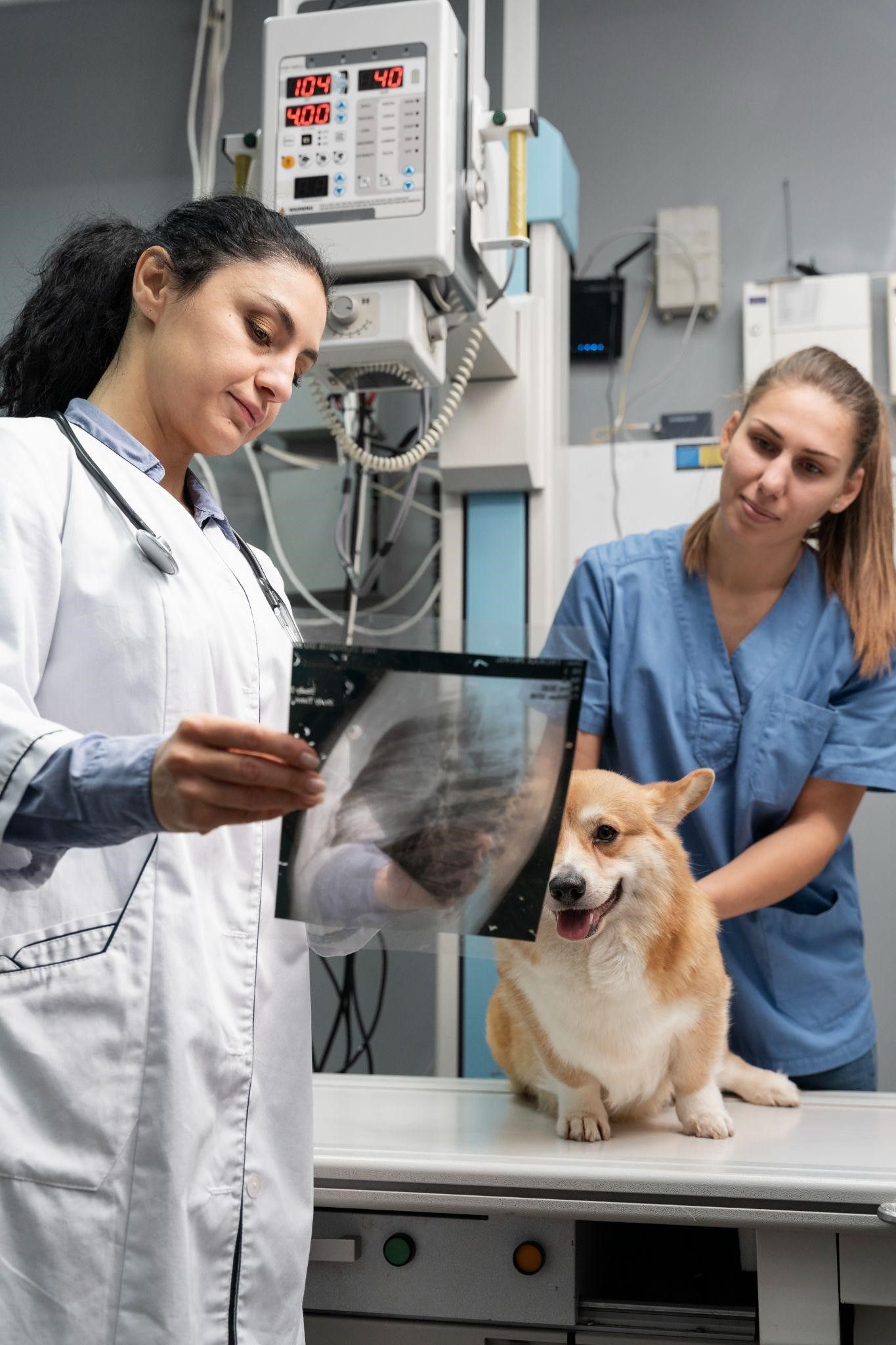 dog ACL surgery