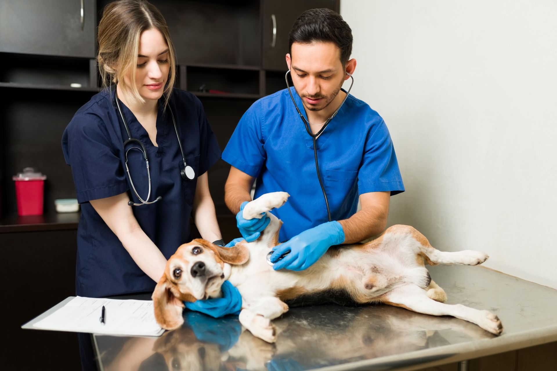 pet x-rays