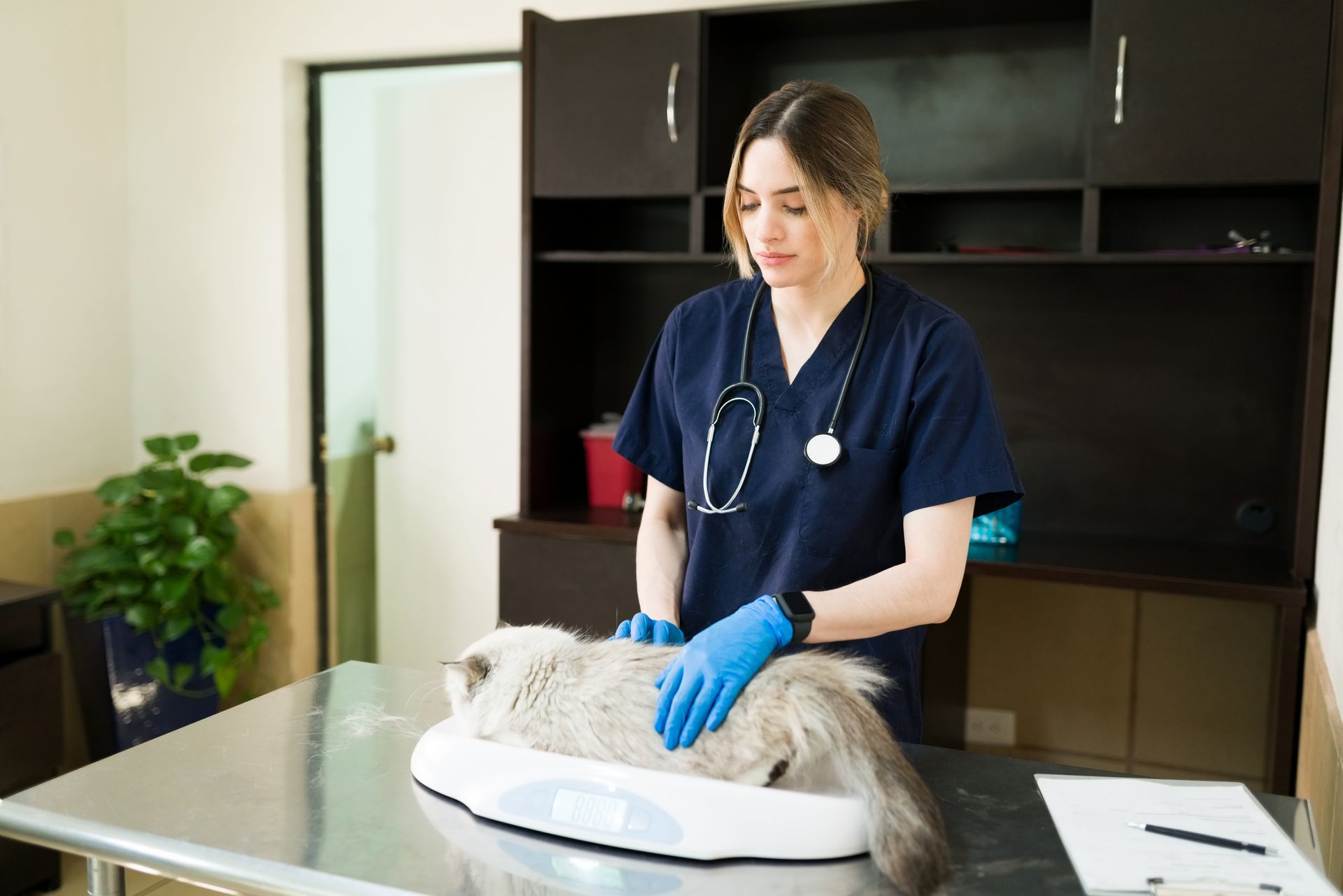 veterinary radiology
