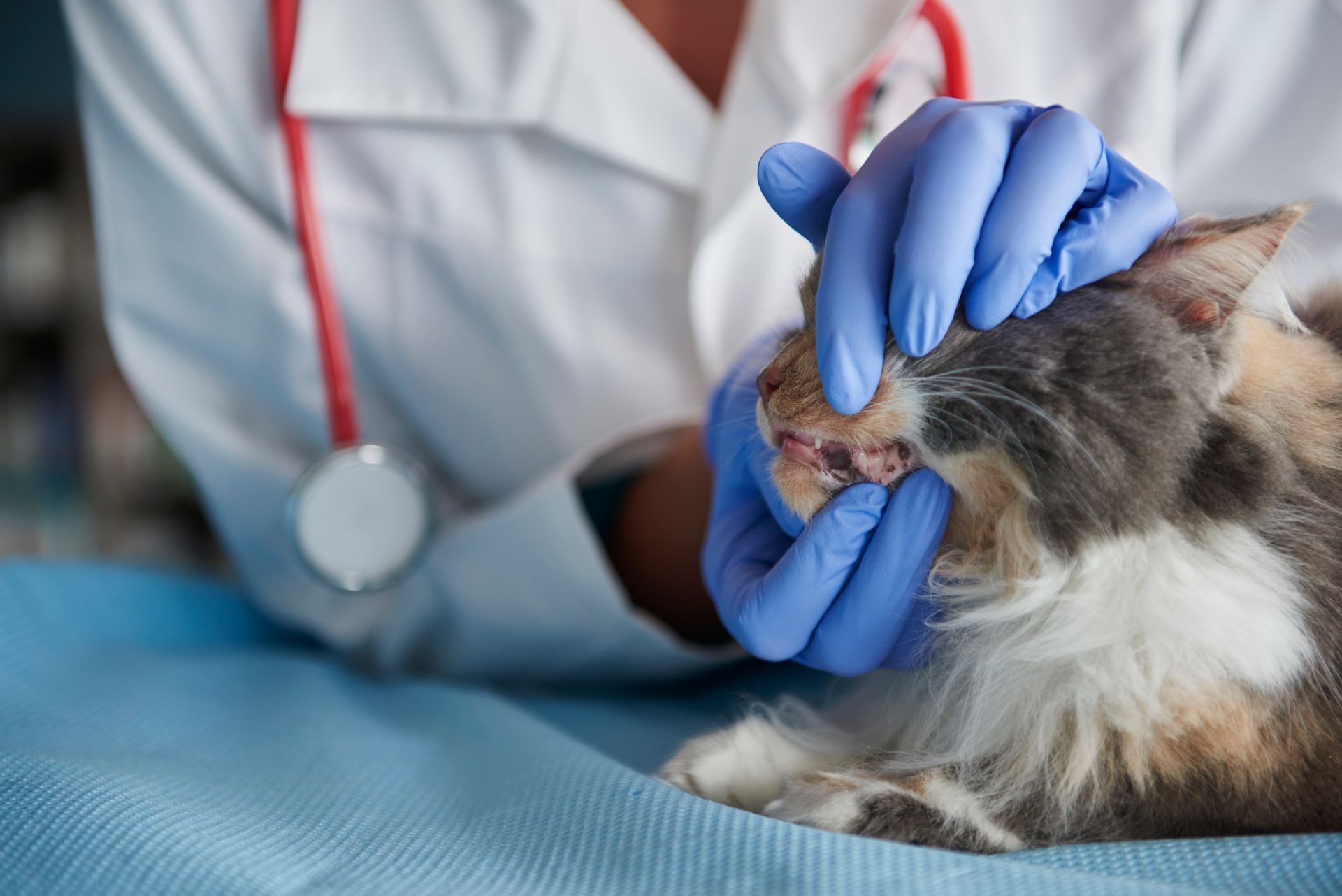 pet dental care 