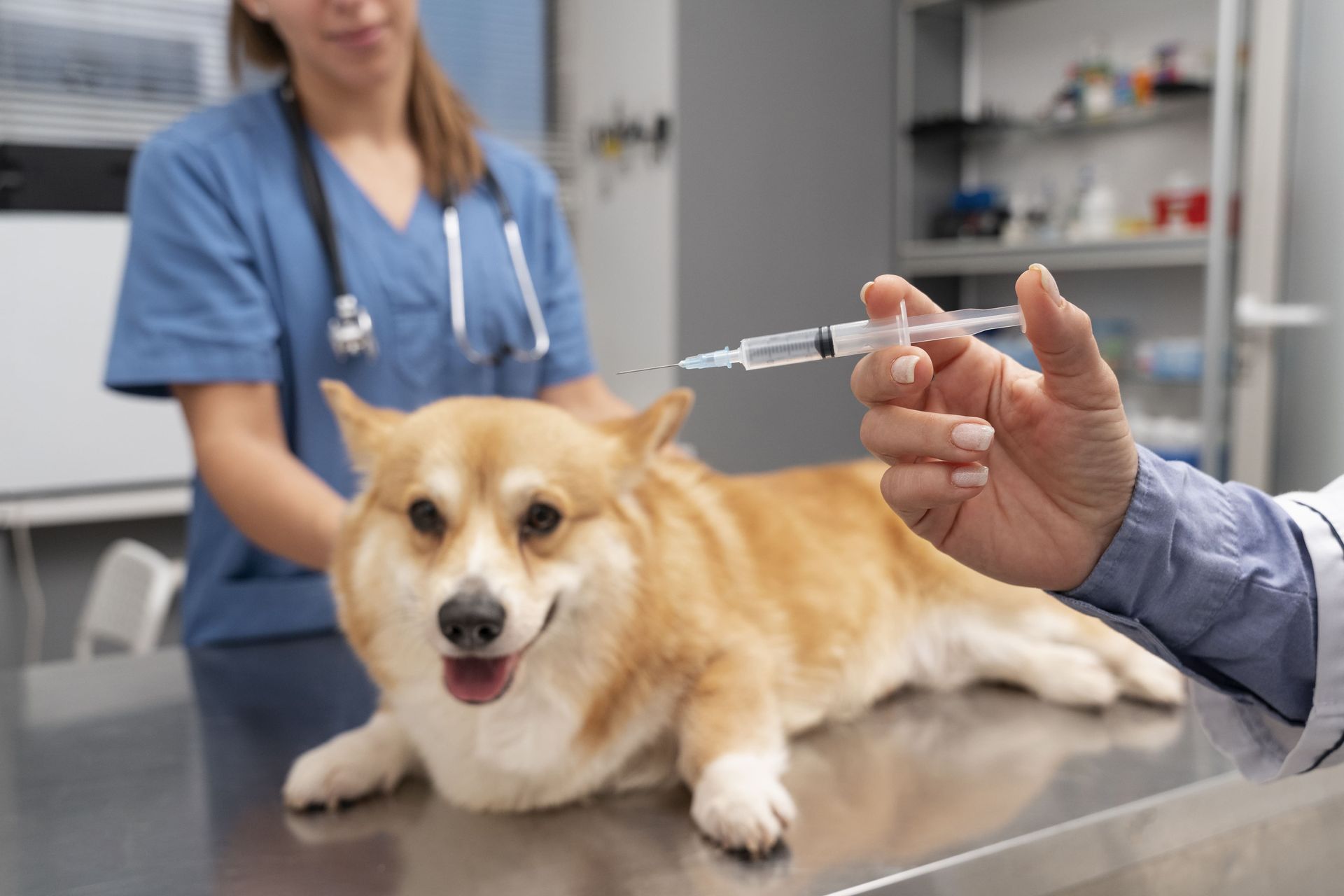 Best Vet in New Jersey