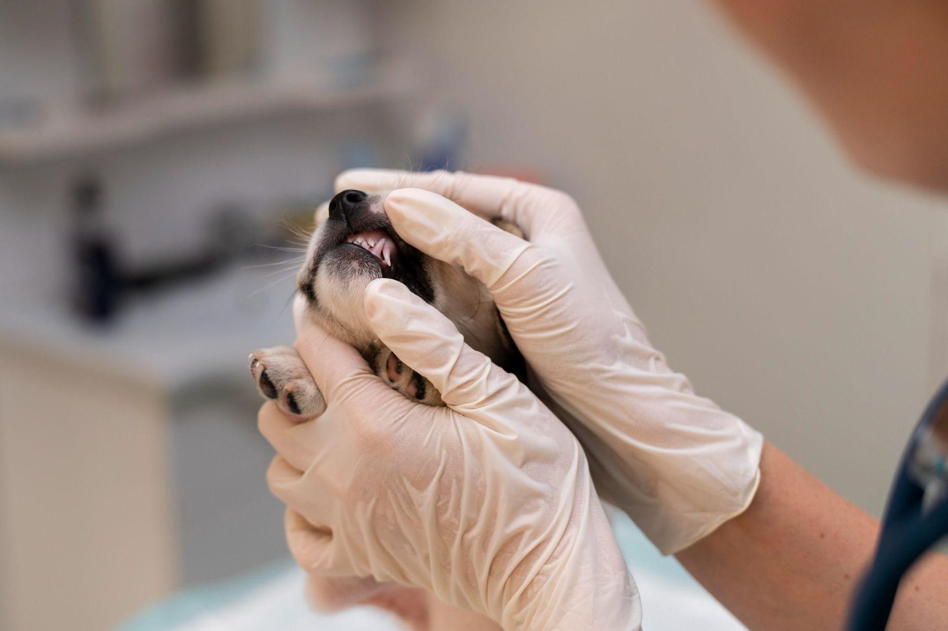 veterinary dental services