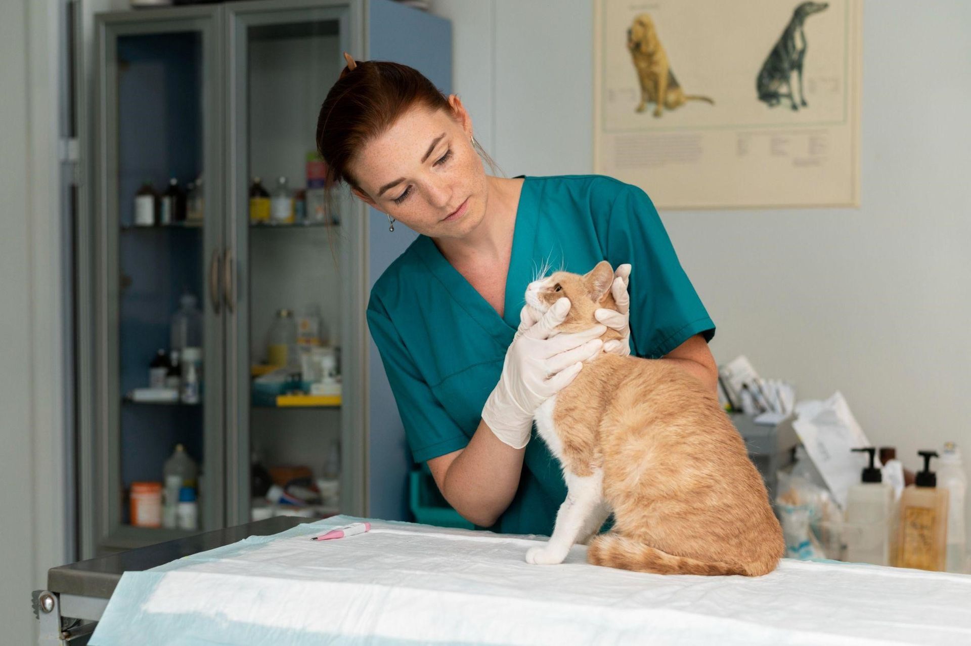  veterinary endoscopy