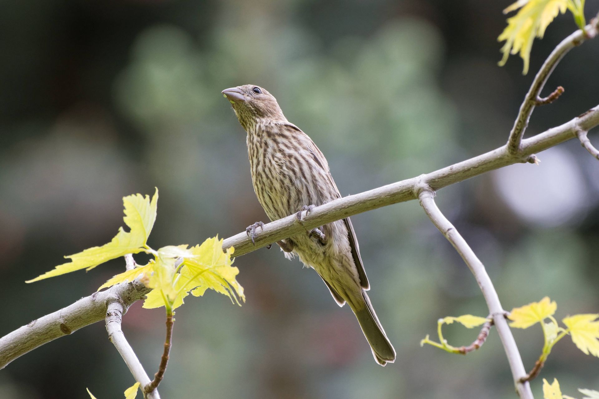 Female Finch Perched on a Tree Branch at Kentucky River Tours near Frankfort, KY