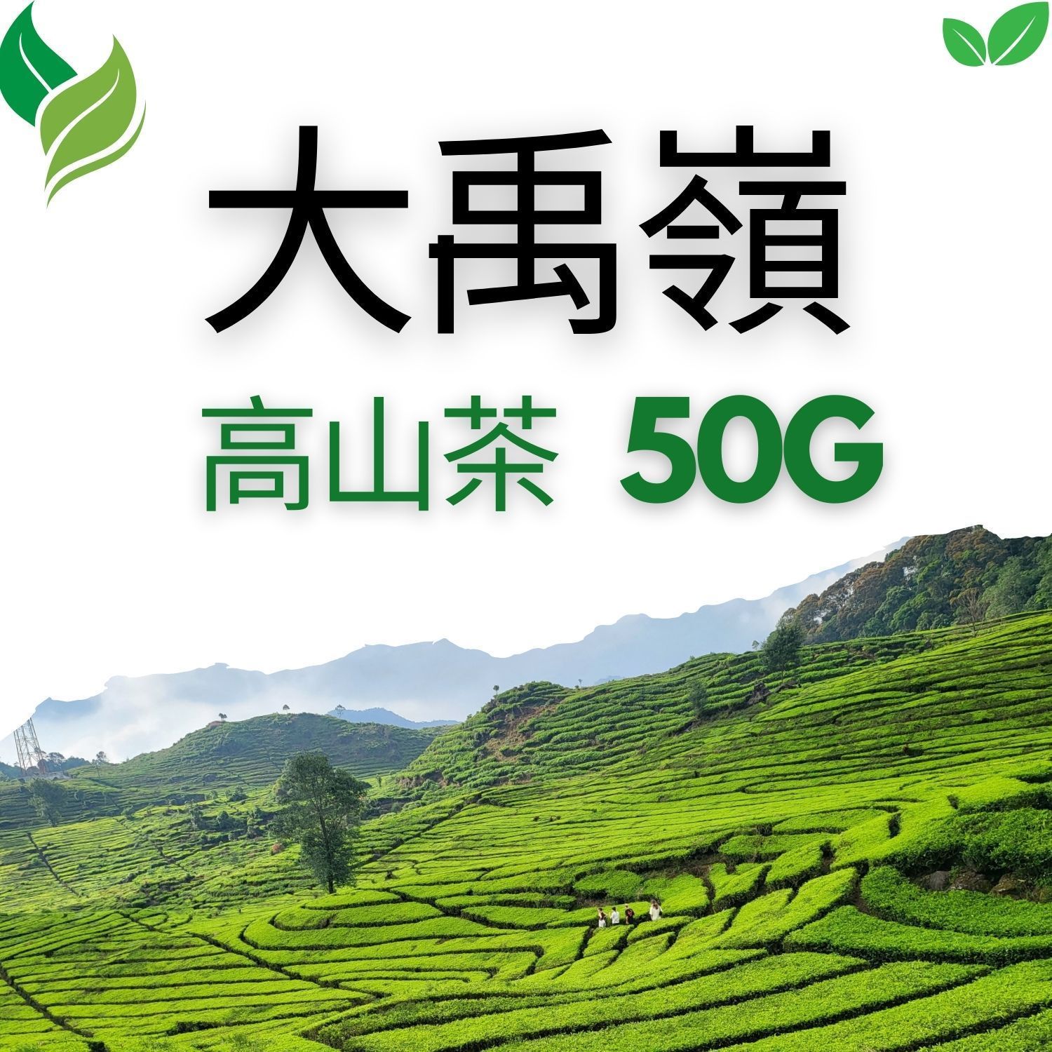 Green tea fields with text 