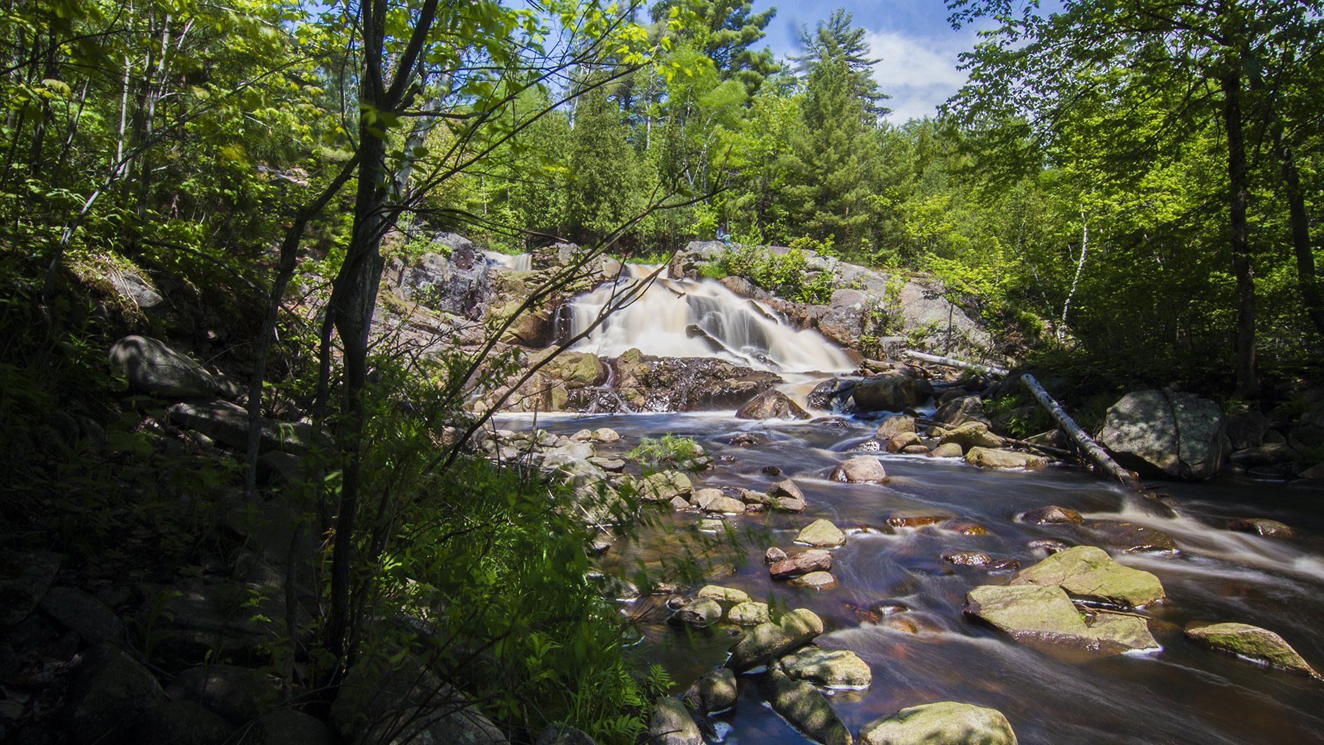 A river flowing through a lush green forest on a sunny day.