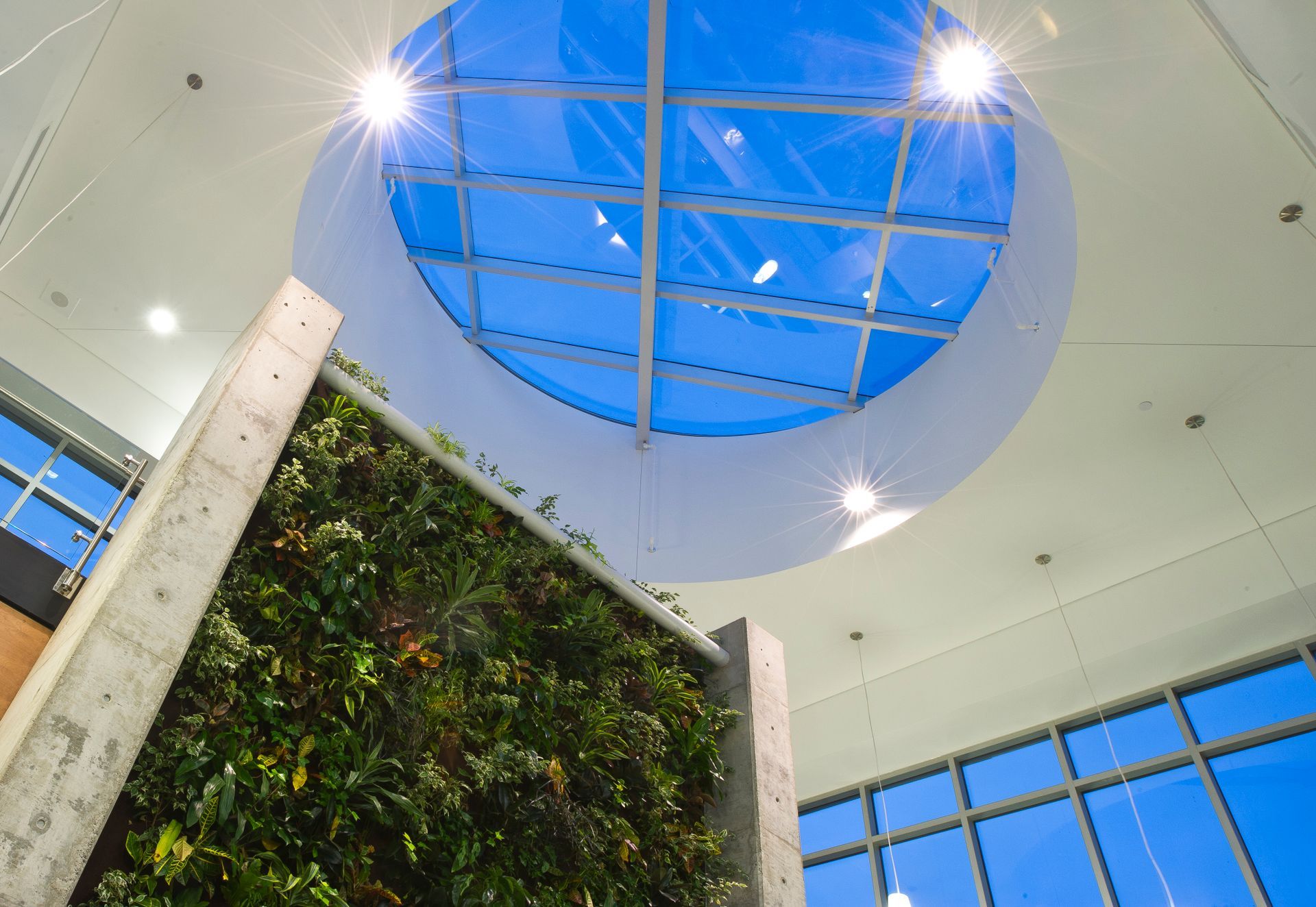 Looking up at a skylight in a building with a green wall in the foreground.