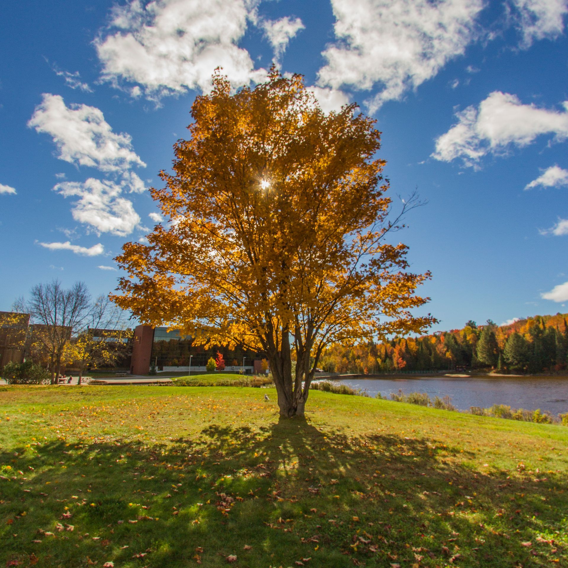 The sun is shining through the leaves of a tree