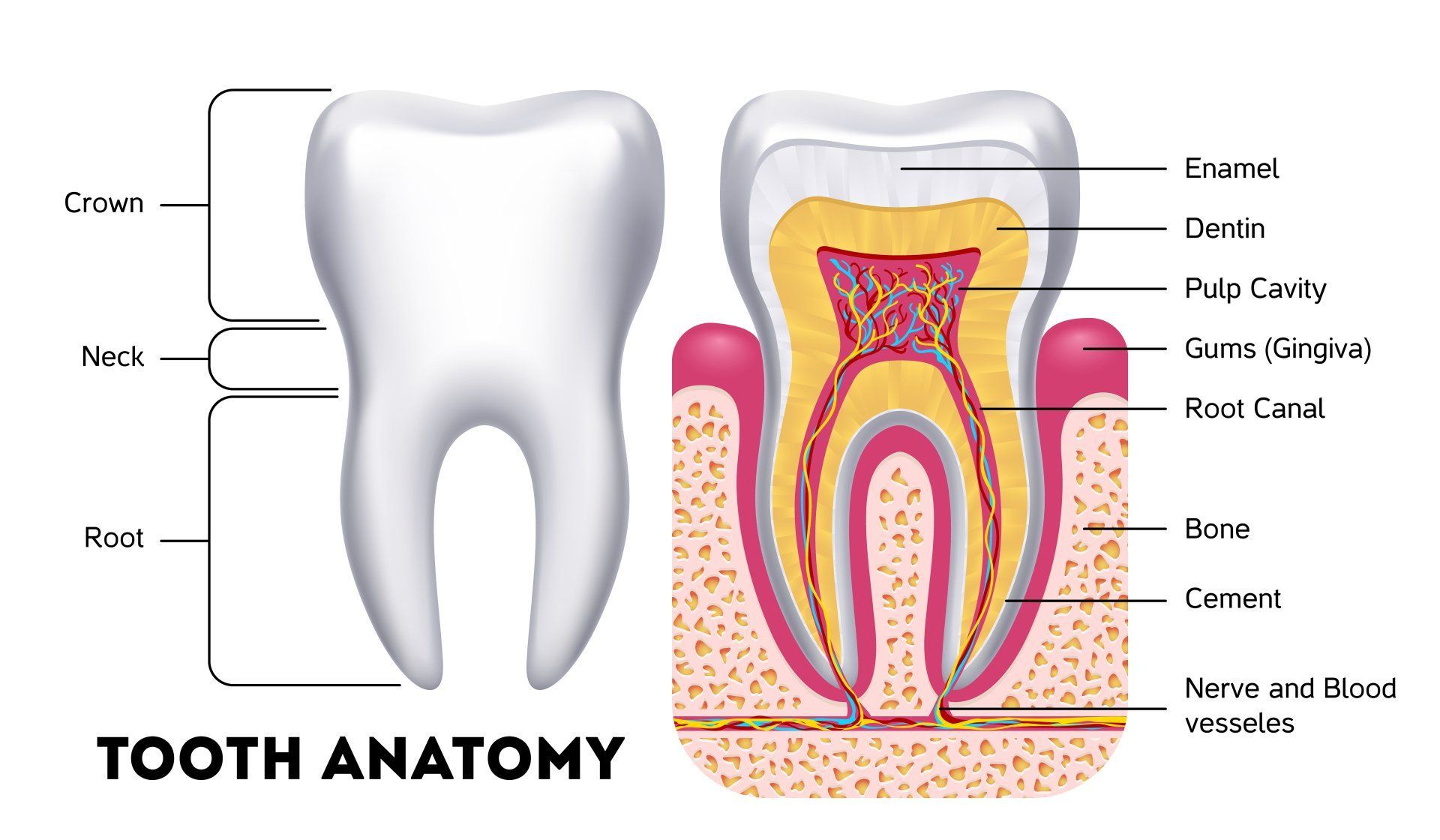 Diagram of a tooth, showing a whole tooth and a cross-section. Labels identify crown, neck, root, enamel, dentin, pulp cavity, gums, root canal, bone, and nerves.
