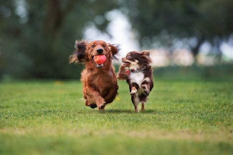 Two small dogs running through grass, one carrying a red ball.