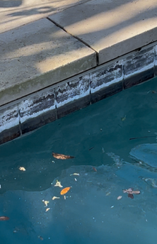 Pool edge with concrete coping, showing water line and scattered leaves in teal-colored water.