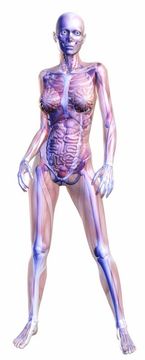 female anatomy illustration