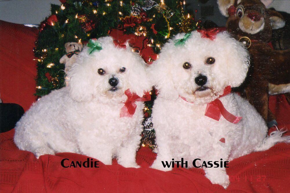 Two poodle dogs under Christmas tree names Candie and Cassie