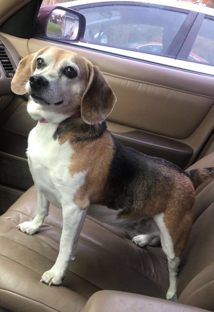 a beagle dog is sitting in the back seat of a car