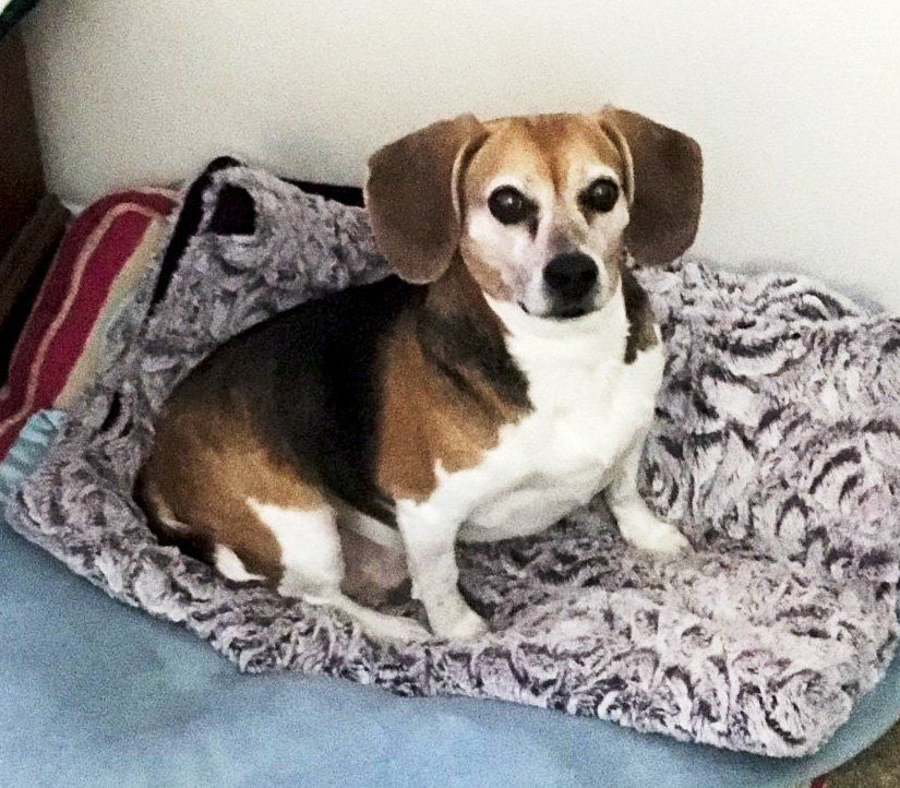 a small brown and white dog is sitting in a dog bed