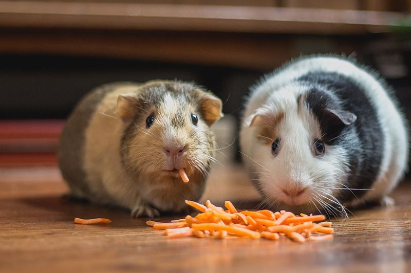 two guinea pigs eating carrots on a wooden floor