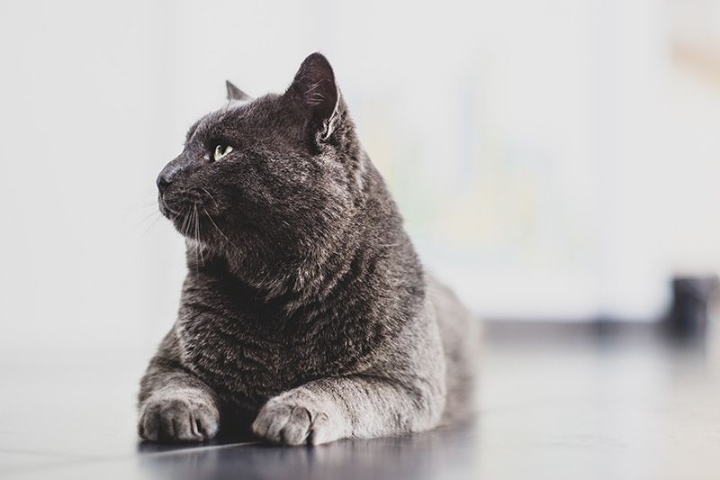 a gray cat with green eyes is laying down on a table