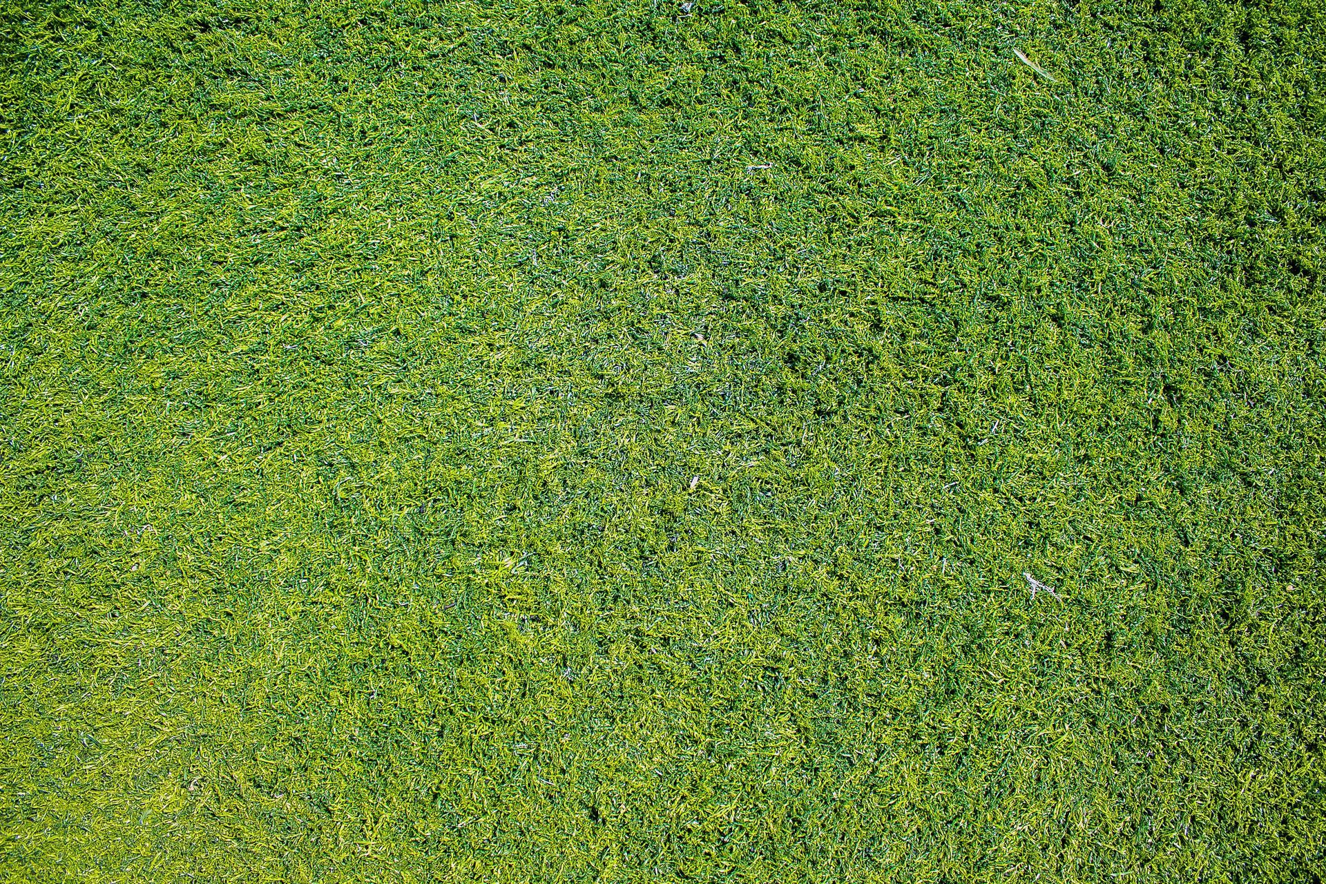 A close up of a lush green field of grass.