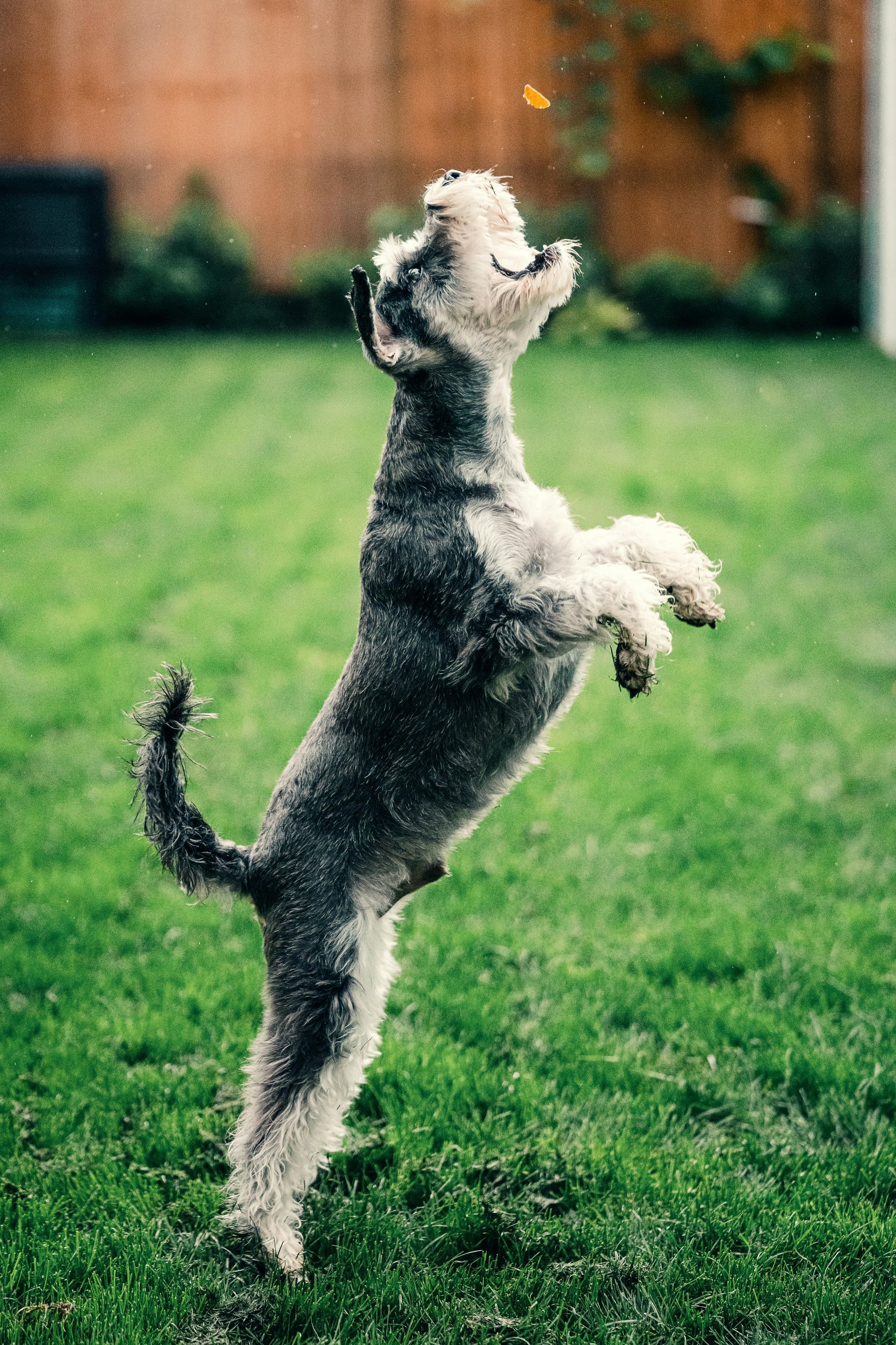 A small dog is standing on its hind legs in the grass.