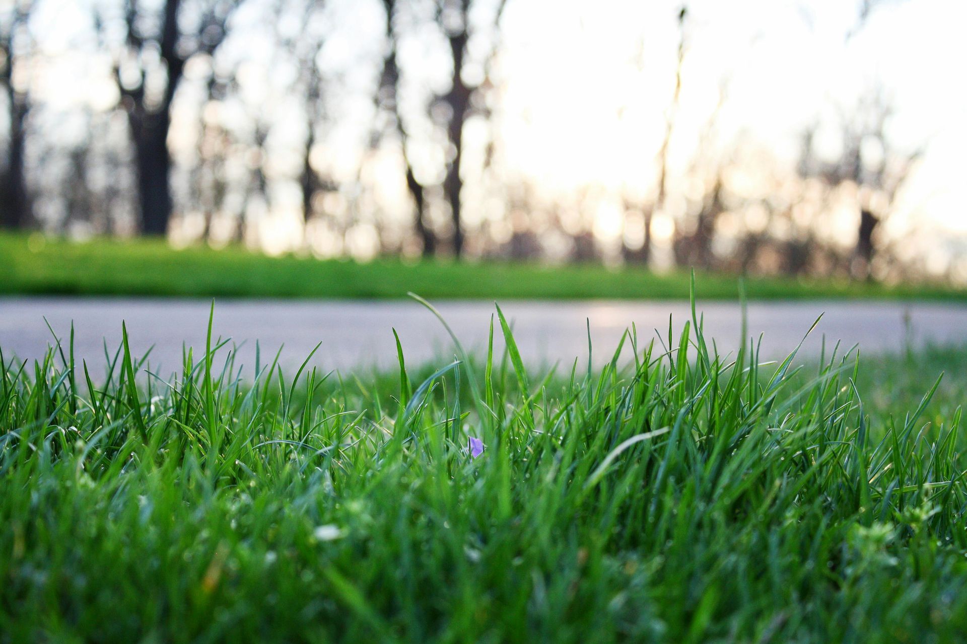 A close up of a lush green field of grass with trees in the background.