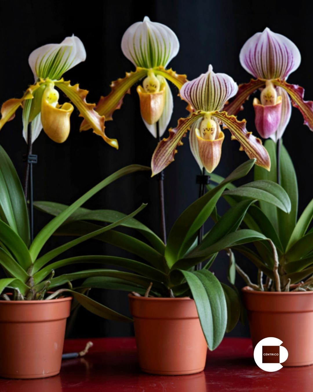 Five colorful lady slipper orchids blooming against a dark background