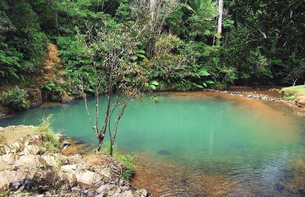 Paisaje del Bosque Estatal de Carite, reserva natural en la Sierra de Cayey que se extiende hasta Guayama.