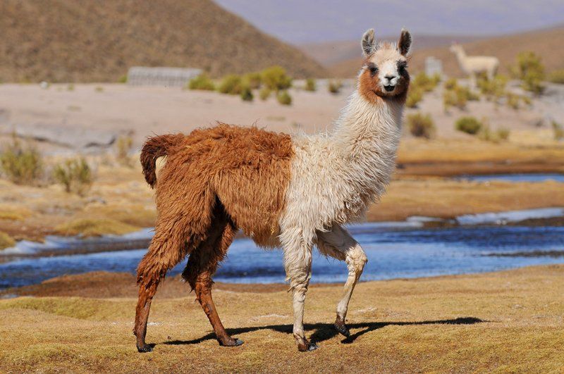 Brown And White Llama — Longmont, CO — John D. Flinchum, DVM, P.C.