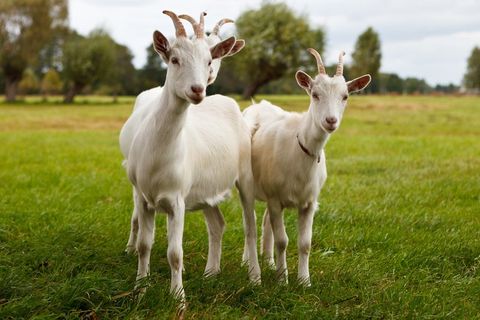 Two White Goats — Longmont, CO — John D. Flinchum, DVM, P.C.