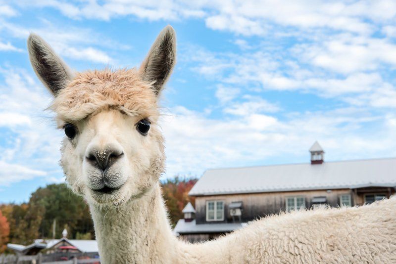 White Alpaca — Longmont, CO — John D. Flinchum, DVM, P.C.