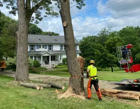 A worker in high-visibility gear uses a chainsaw to cut a tree in a residential yard near a house and a red lift.