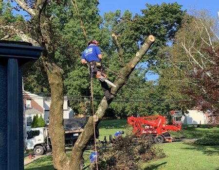 A man is climbing a tree with a chainsaw.