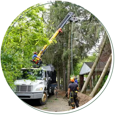 Tree service workers using a crane to cut down a tall tree.