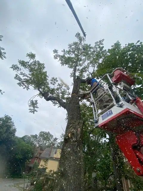 A man is cutting down a tree with a crane.