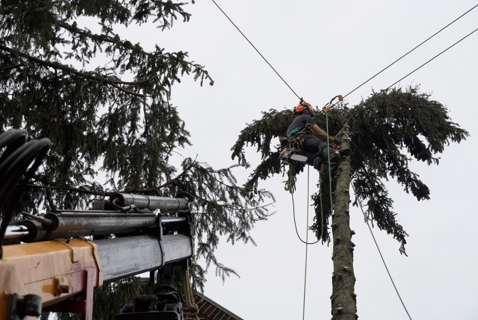 A man is cutting down a tree with a crane.