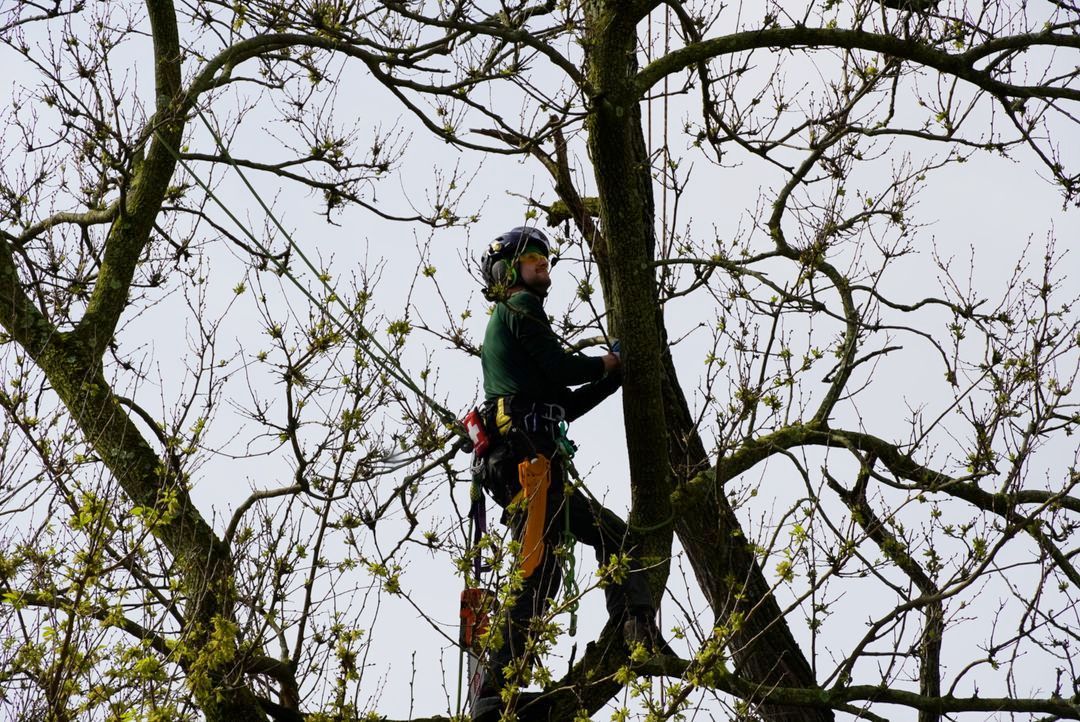 A man is climbing a tree with a chainsaw.